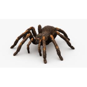 Tarantula, Rigged, Animated, 4K PBR Textures 3D